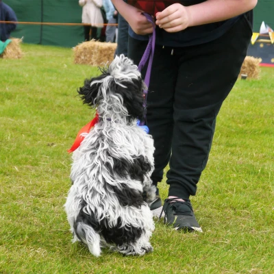 dog 3