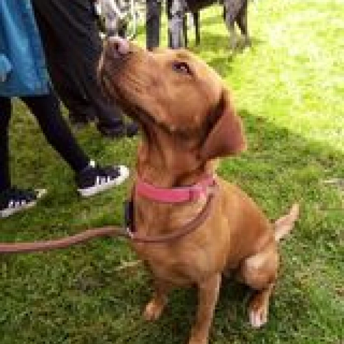 dog 4
