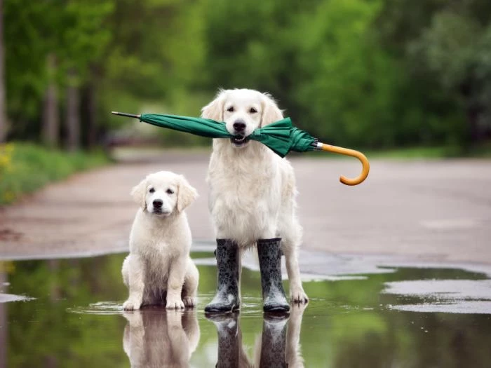 dog walk
