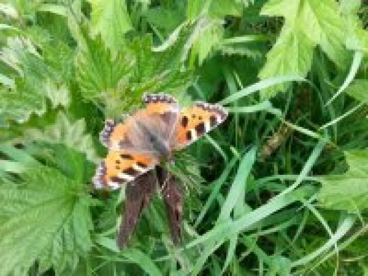 dsbutterfly