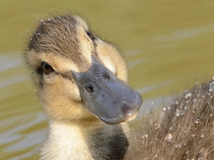 duck