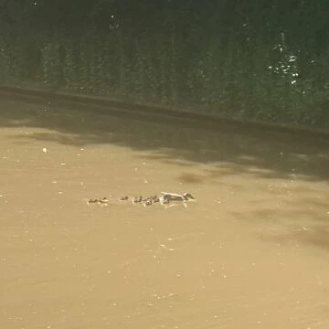 ducklings