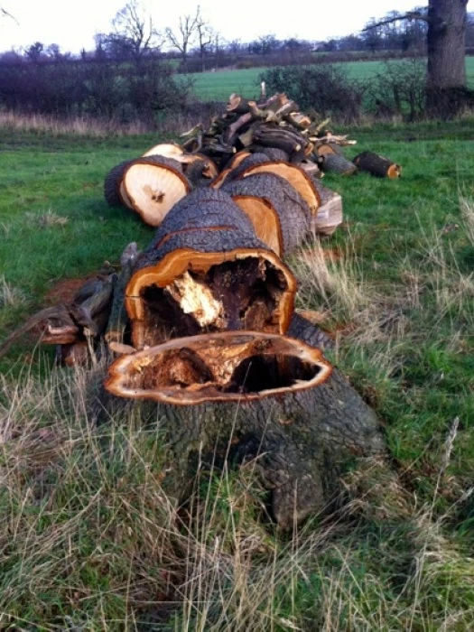 fallen oak  feb 2016