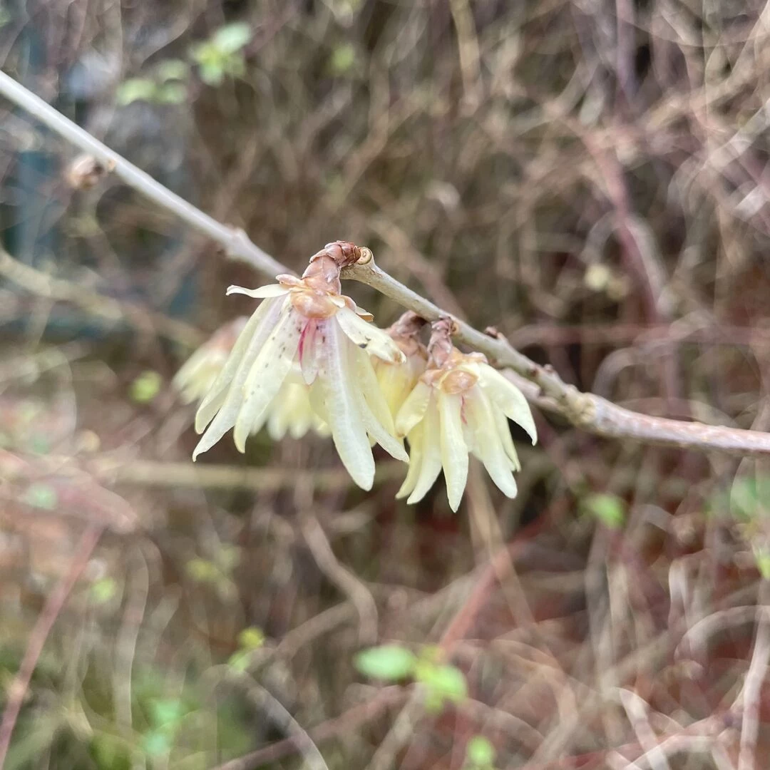 feb garden