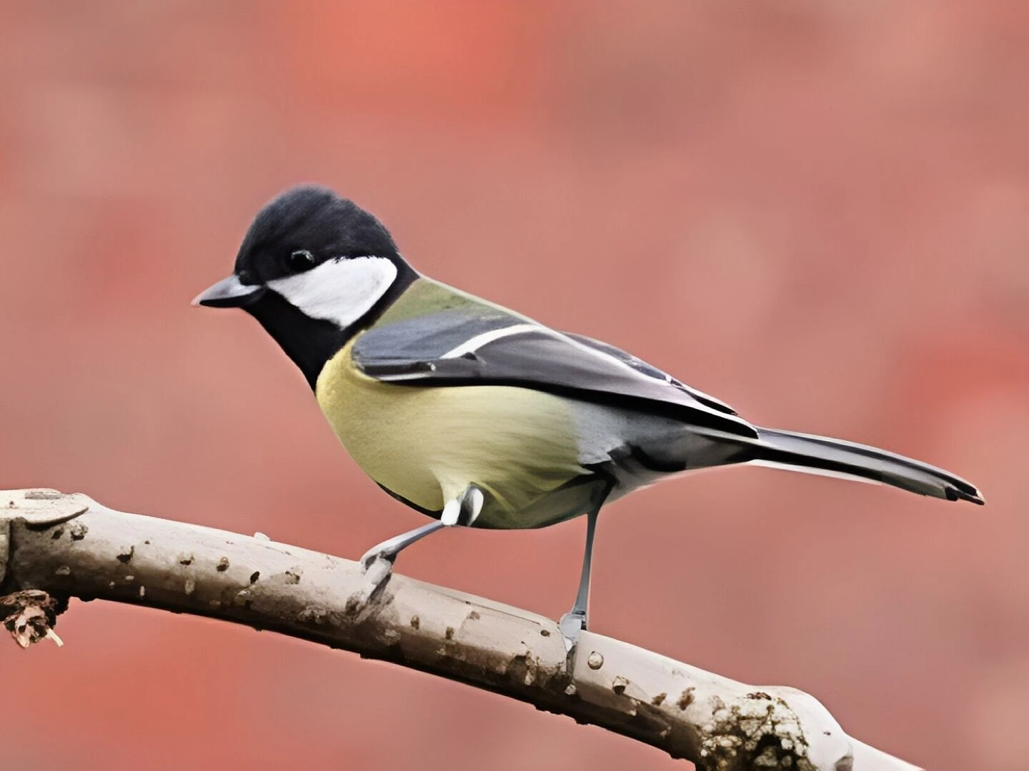 female great tit
