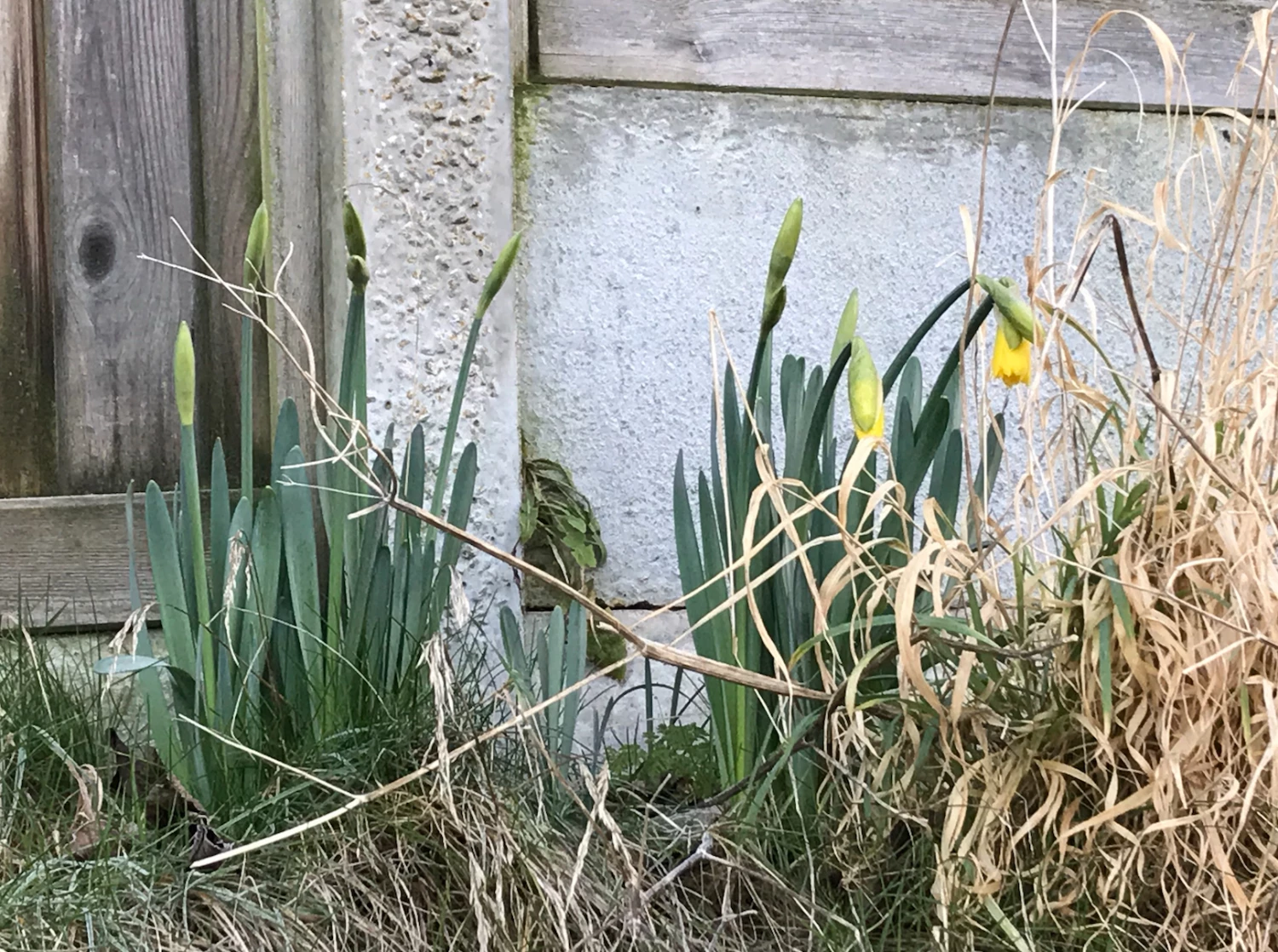 first sign of spring
