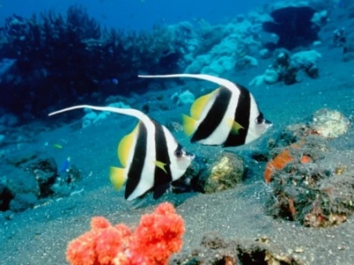 fish
