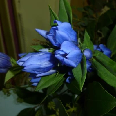 flower club sept 2018 p1030584
