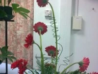 flower club sept2