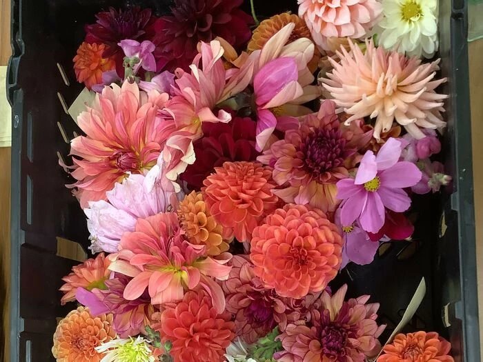 flowers 12