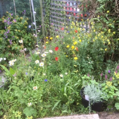 flowers june 2023