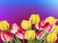 flowers vd