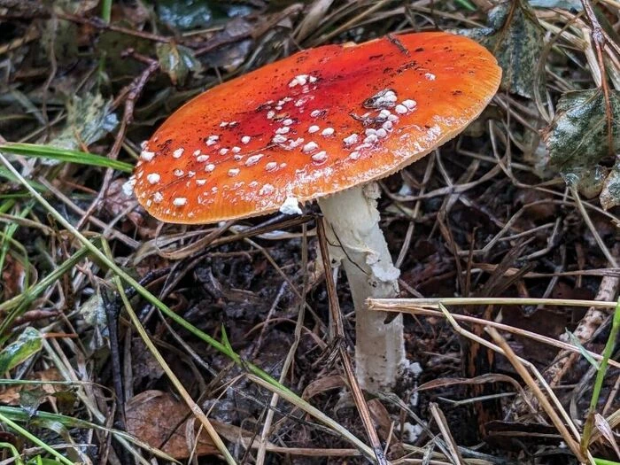 fly agaric