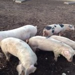 fordhall farm 3