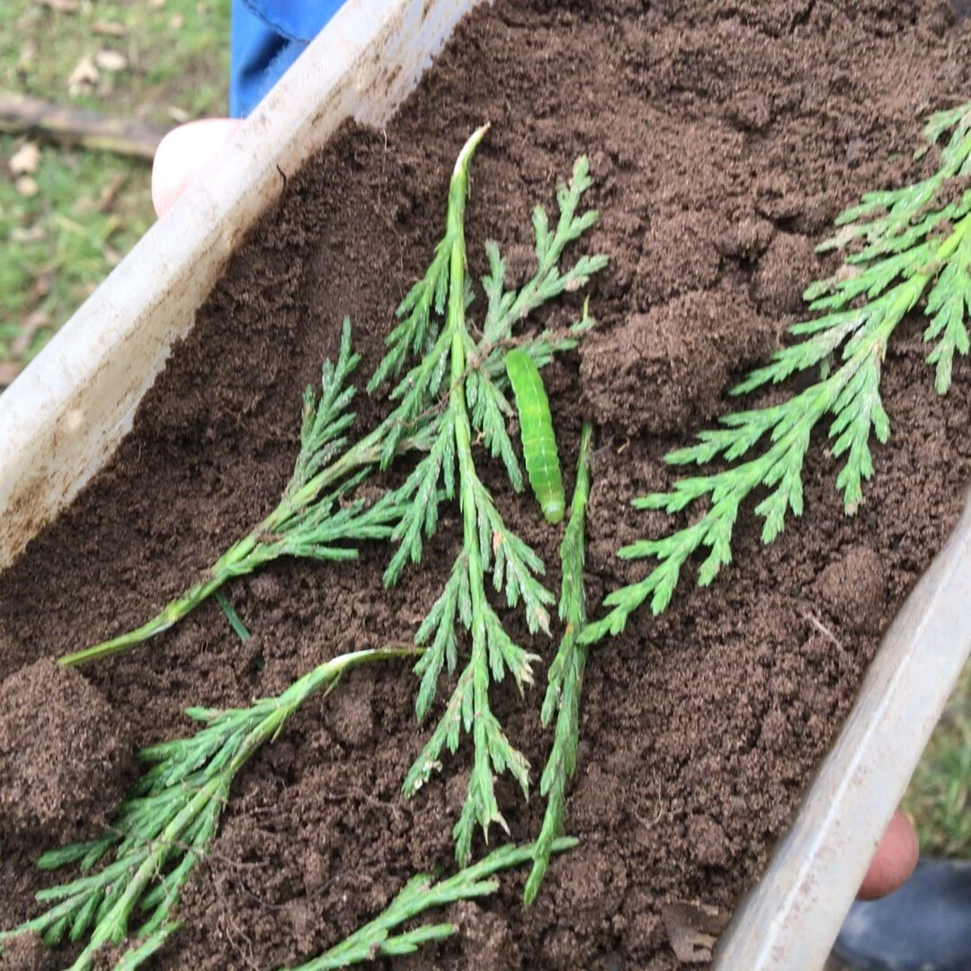 forest schools