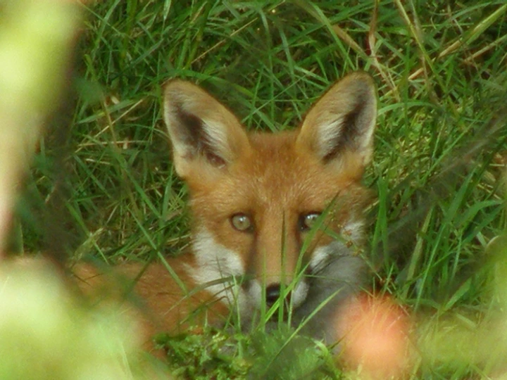 fox