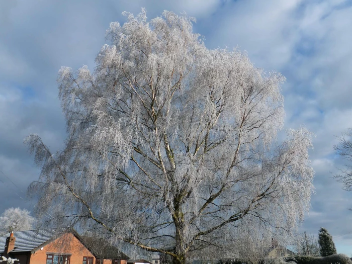 frosty audlem