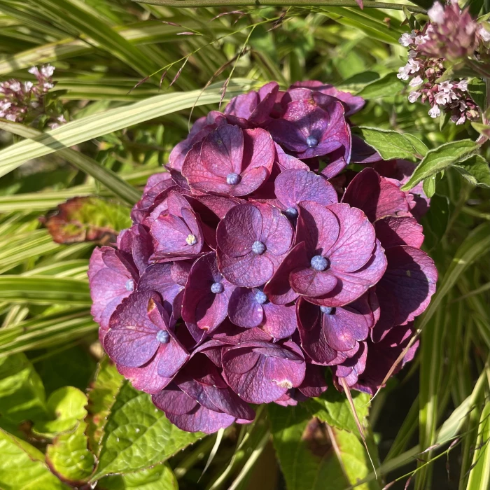 garden blog aug 24