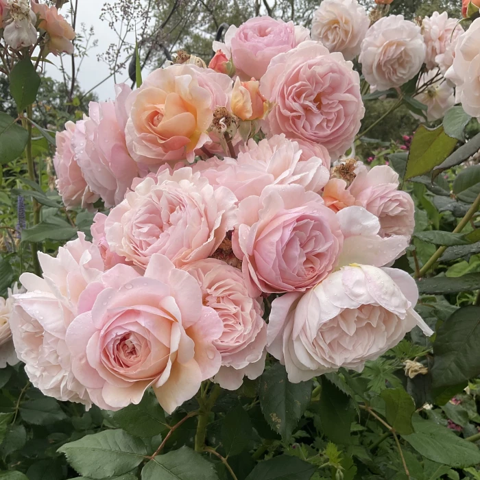 garden blogjuly24