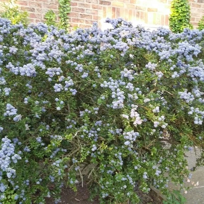 garden flowers 23 may 2016jpg 1