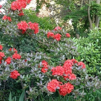 garden flowers 23 may 2016jpg 2