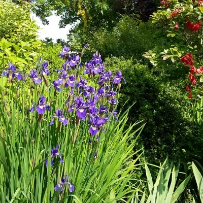 garden flowers 4