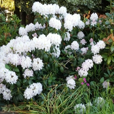 garden flowers 5