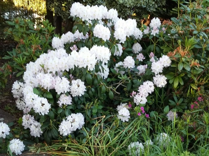 garden flowers 5