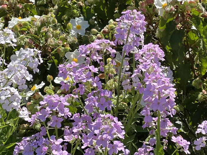 garden may24