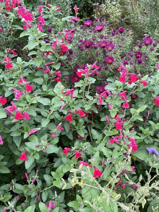 garden september 24