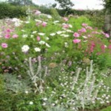 garden1