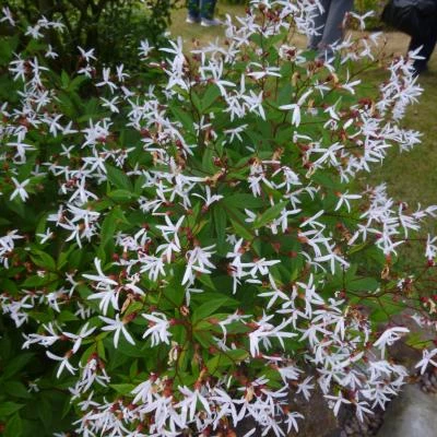 garden4 200618