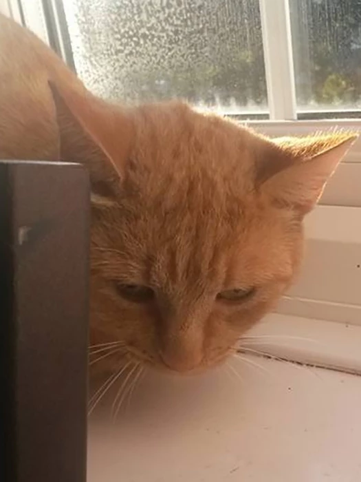 ginger cat