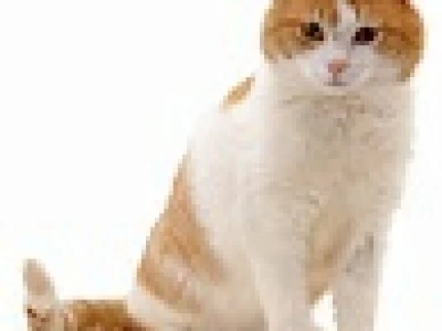 ginger cat