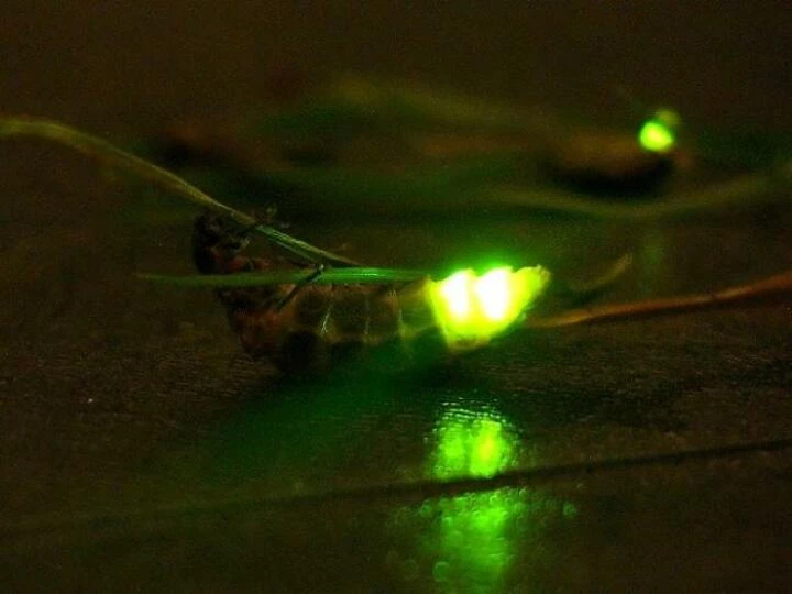 glowworm2