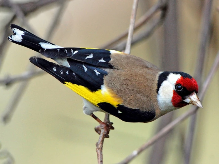 goldfinch 1