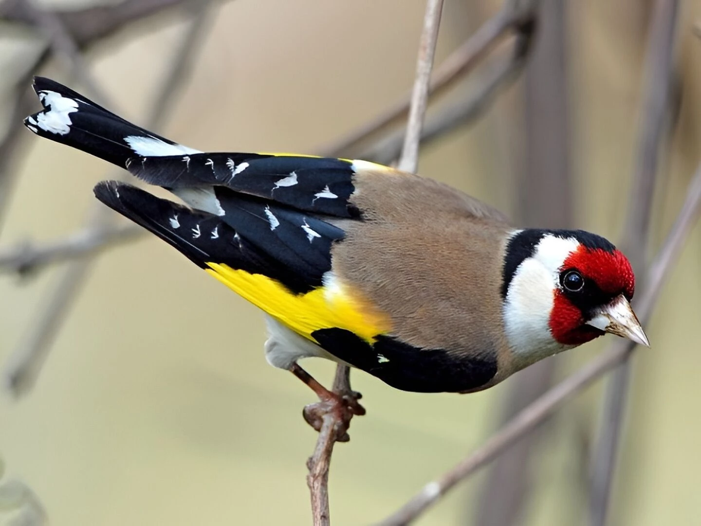 goldfinch 1