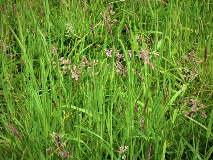 grass under feet