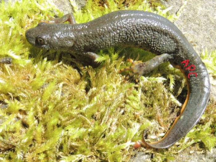 great crested newts