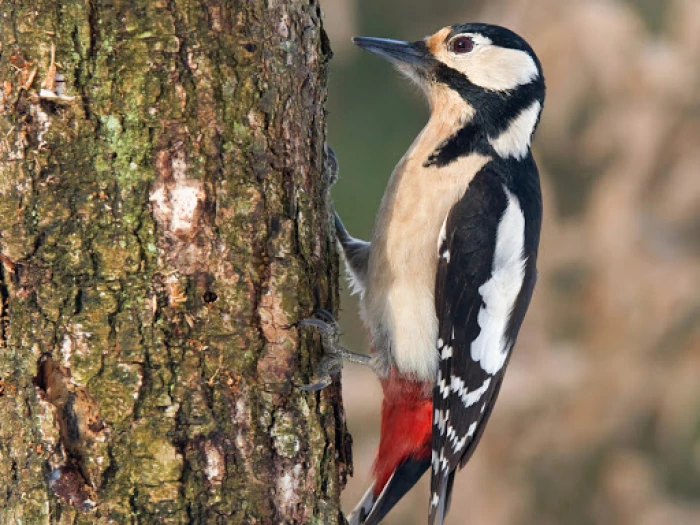 great spotted woodpecker  1  2