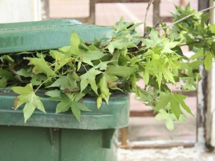 green bin