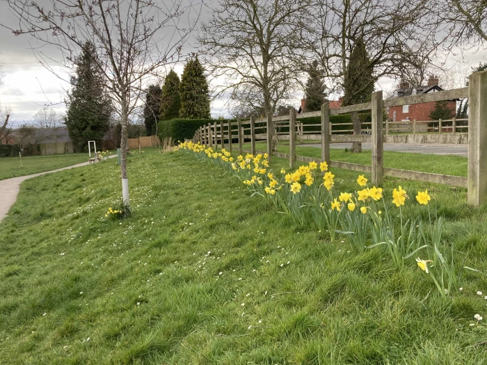 green daffs