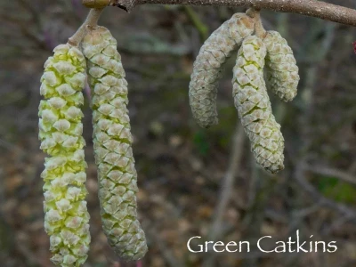 green hazel catkins