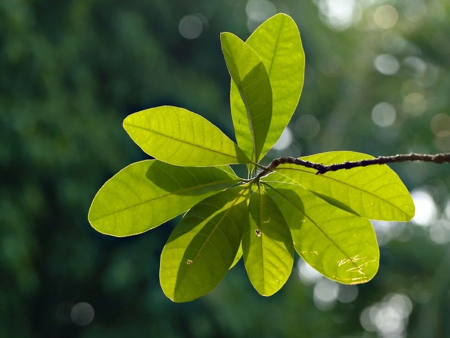 green leaves leaves foliage