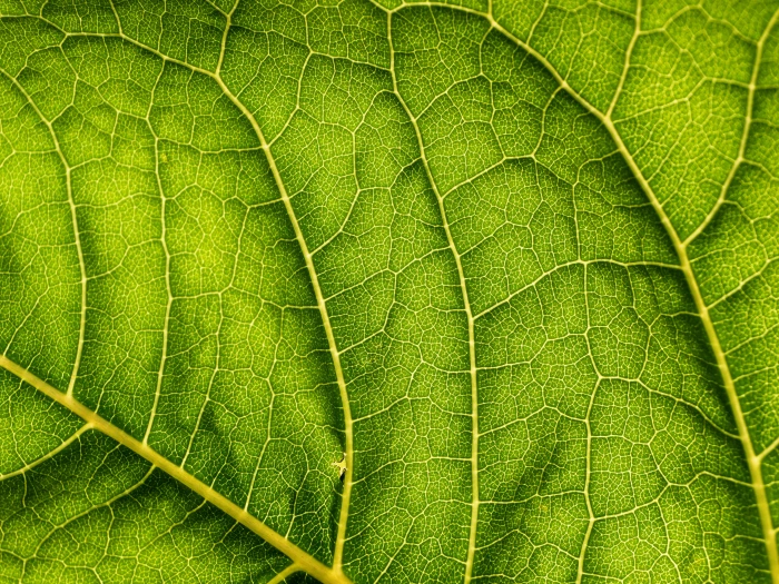 greenleaf closeup photo