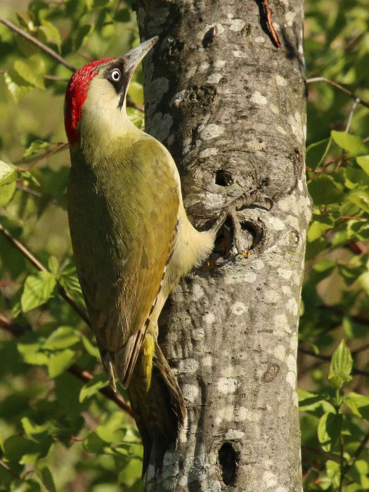 greenwoodpecker-picusviridis
