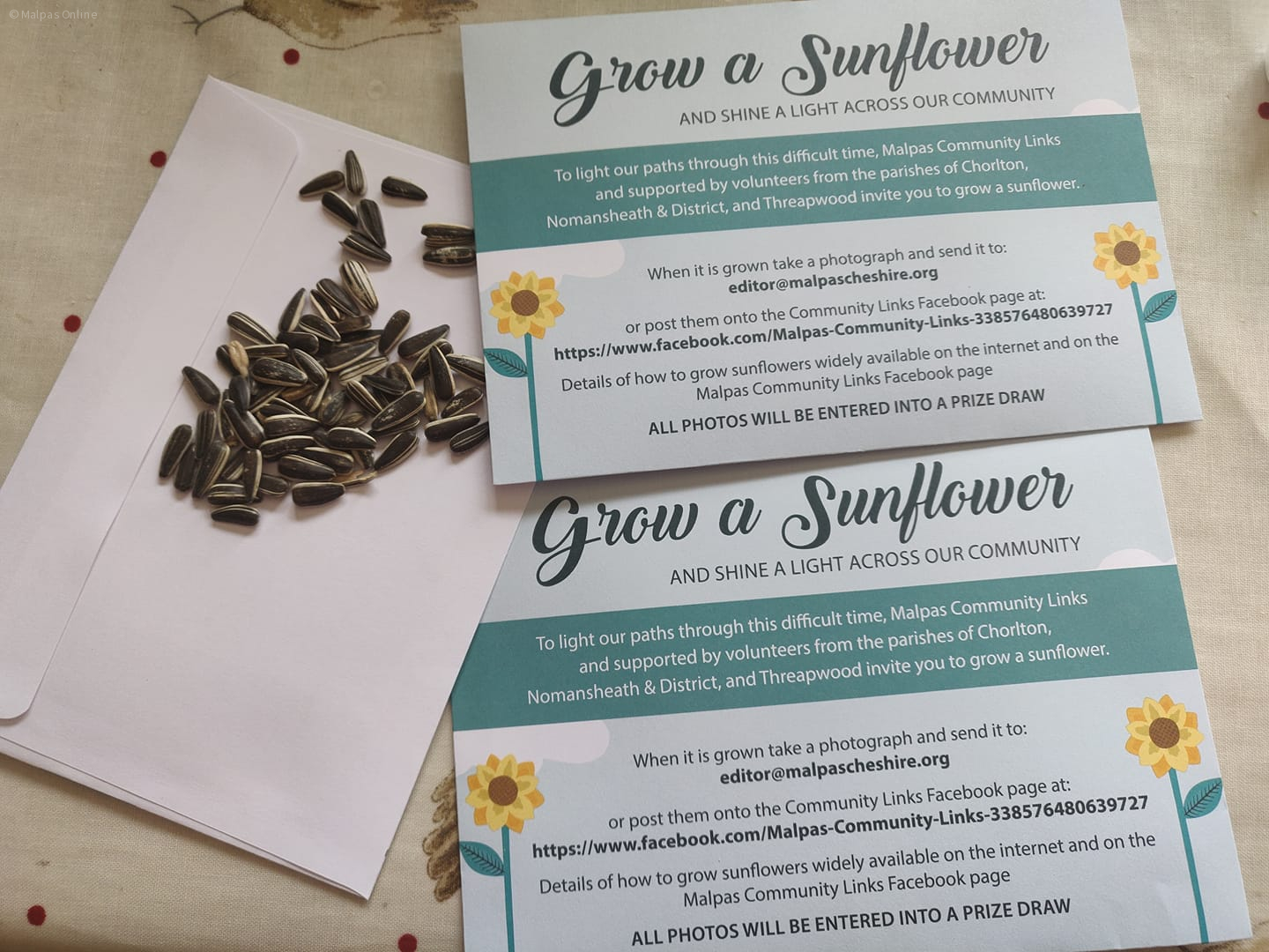 grow a sunflower