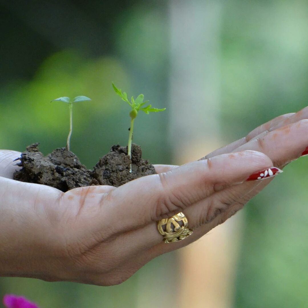 hand holding seedlings