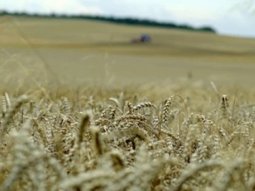 harvest