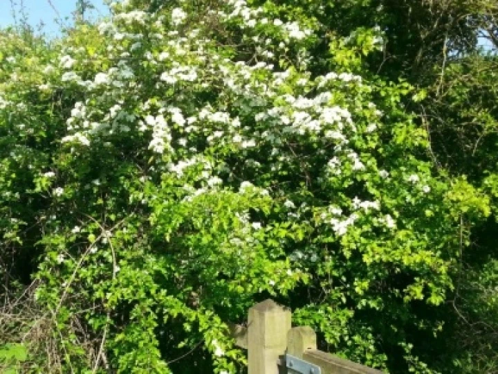 hawthorn